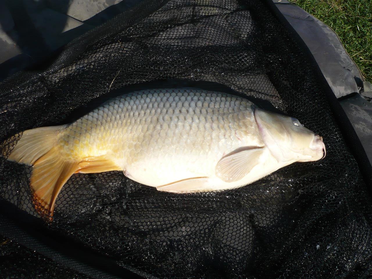 MV 2 - 1.OCT.2014 - p1020862.JPG